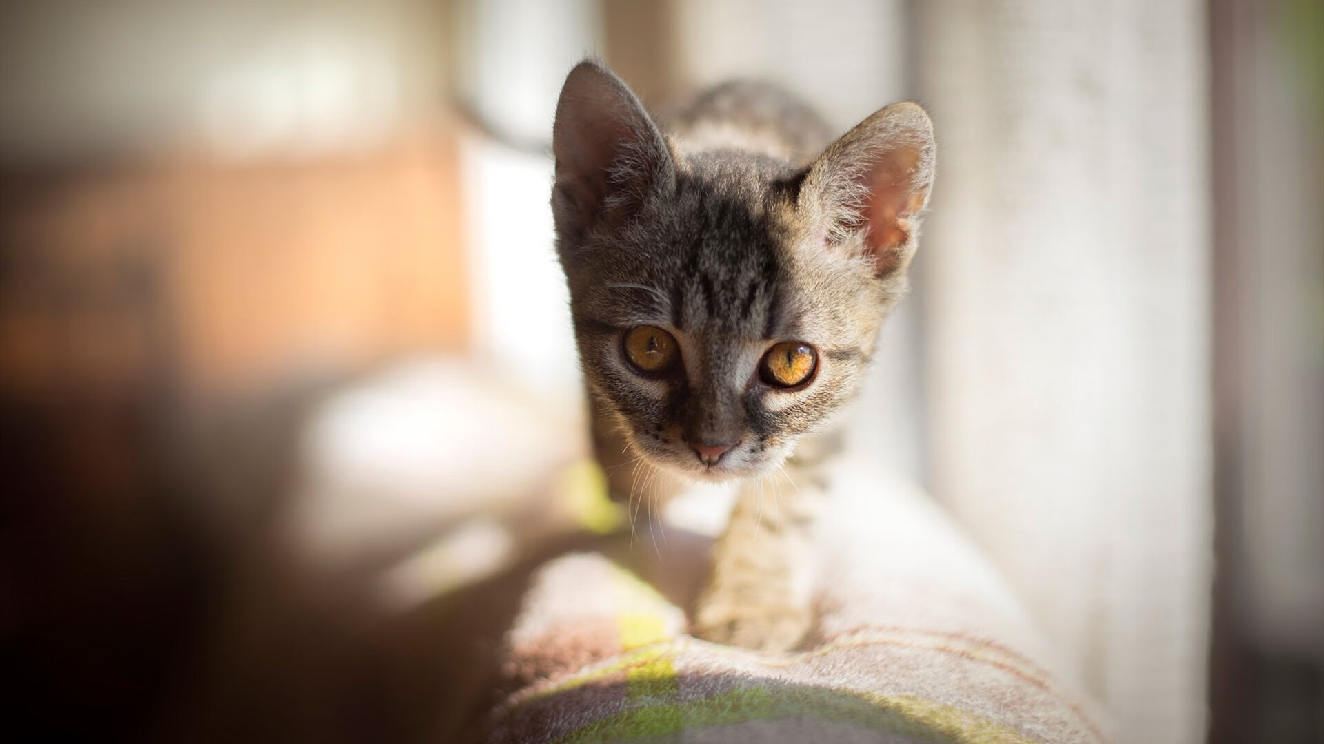 开云体育首页-“灵感爆发:NBA顶级花式运球合集”,运球最花哨的nba球员