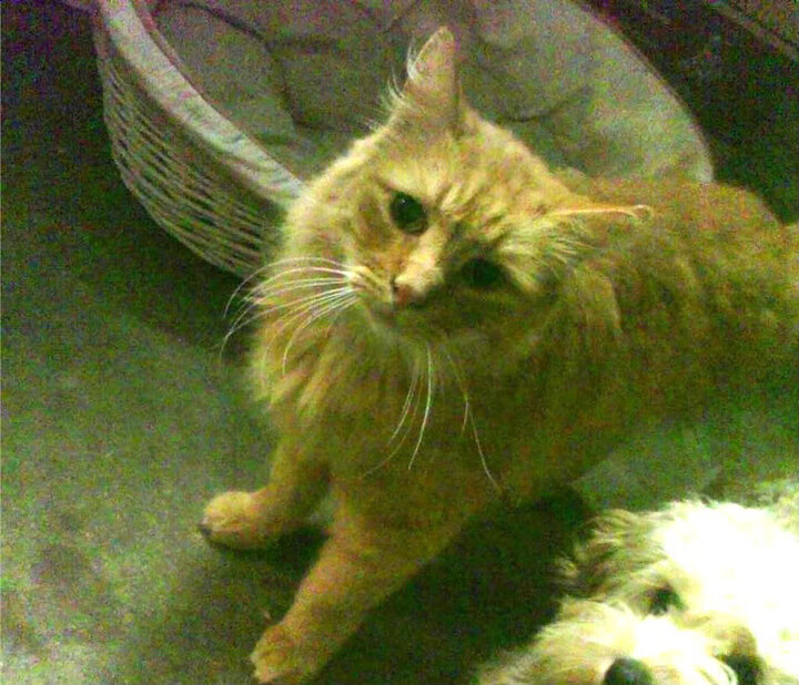 开云APP-史上最震撼的“绝杀”合集:哪一球让你热血沸腾?,绝杀集锦