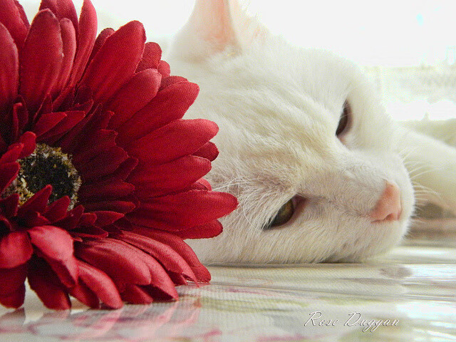 开云下载-圣吉卢瓦联队通过数据驱动的引援策略取得成功。