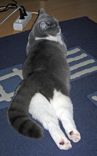 kaiyun sports app-Team Liquid战队品牌价值再创新高,team liquid官网