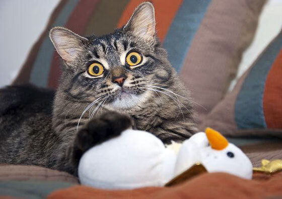 开云体育下载官网-荷兰战平摩尔多瓦，竞技水平接近令双方难分高下，摩尔多瓦联