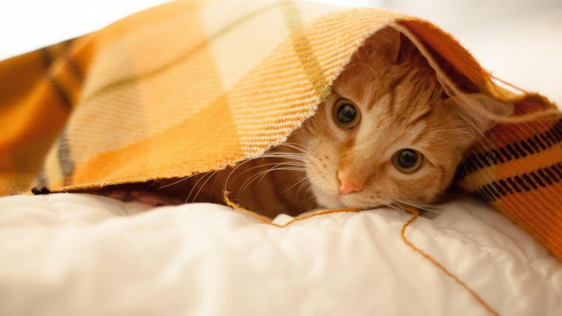 Kysports-“舞动未来!运动舞蹈赛在金牛区城北体育馆上演完美联动”