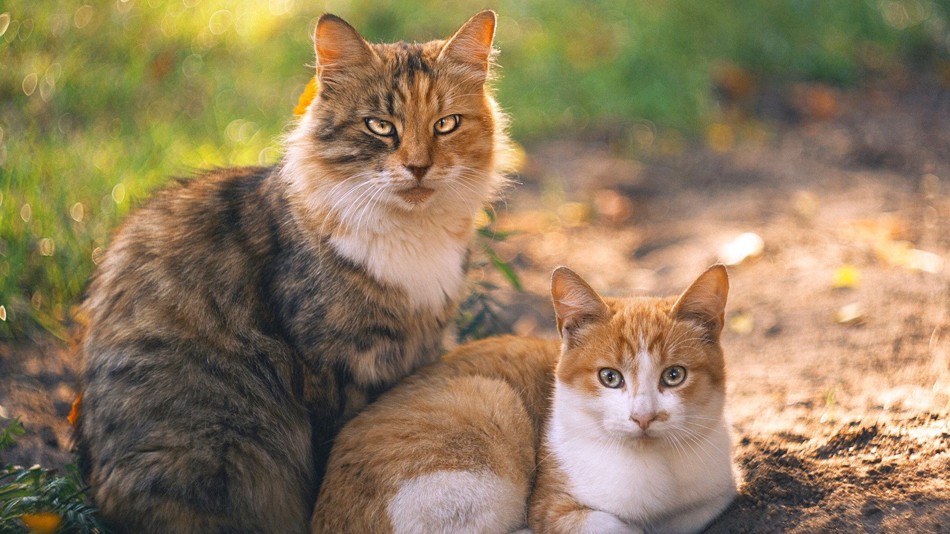 开云体育APP下载-亚洲杯中国女足晋级 球迷支持声浪不断，女足亚洲杯中国队成绩