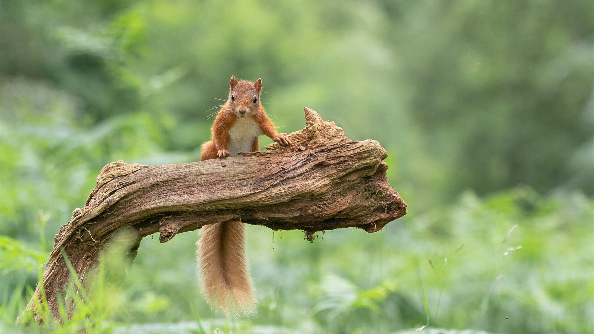 开云体育app安全下载-埃及队在2024年混合团体世界杯上的惊艳表现,埃及队的比赛